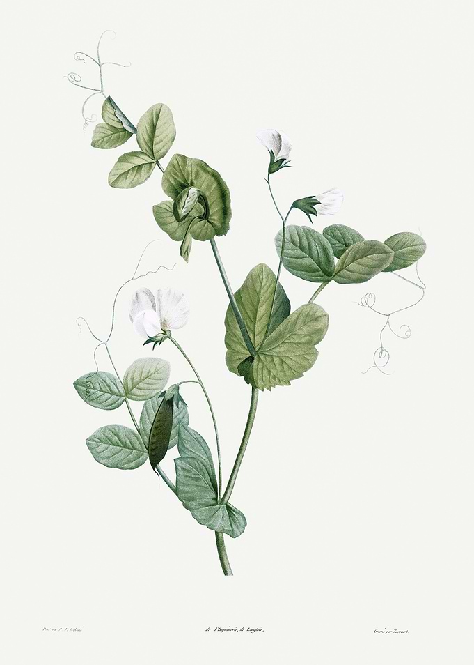 La Botanique 1805 HQ Orig