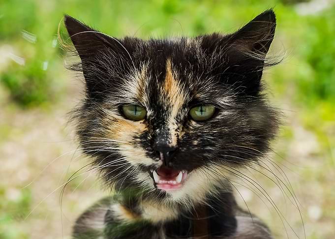 Crazy Cat