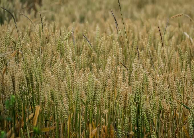 Grain Field