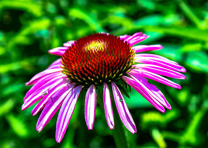 Wildflower