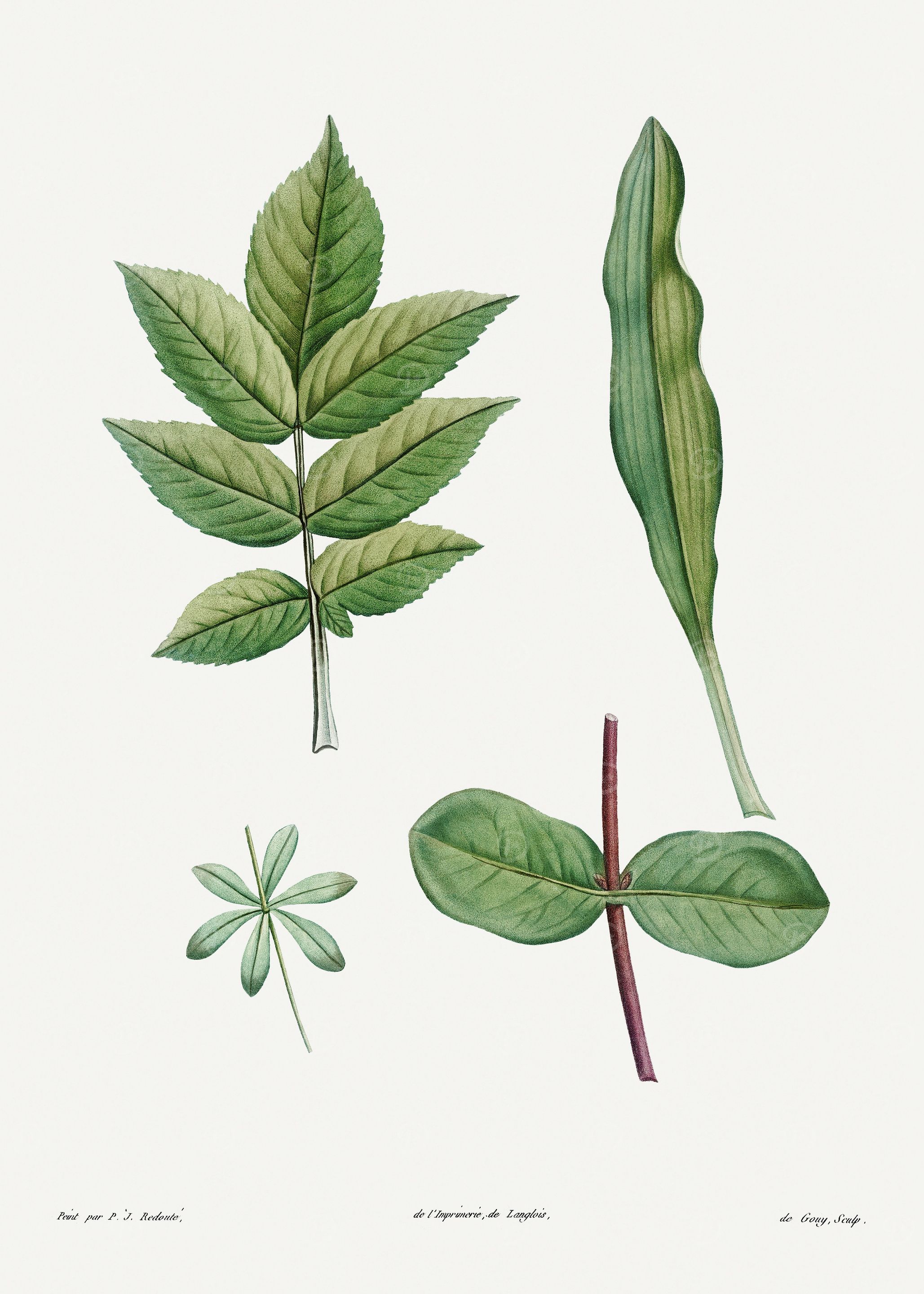 La Botanique 1805 HQ Orig