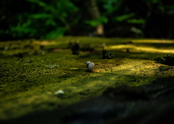 A small Snail