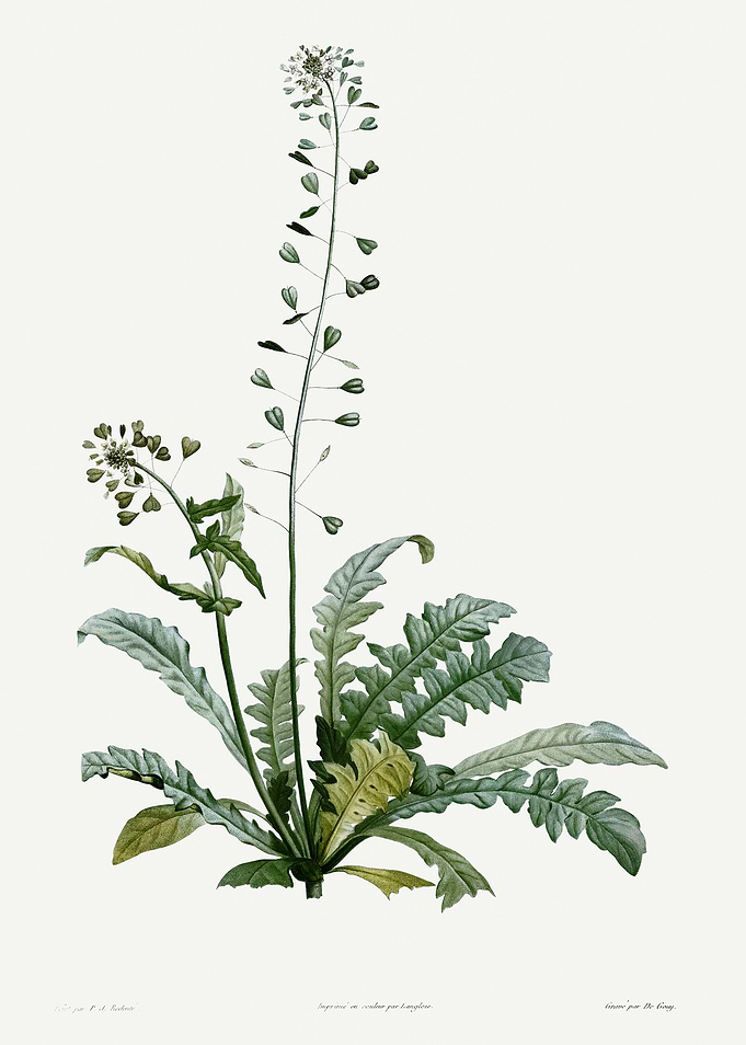 La Botanique 1805 HQ Orig