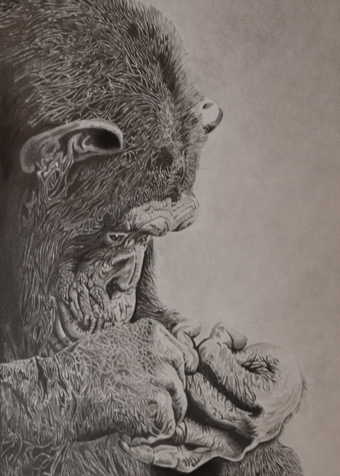 Chimpanzee