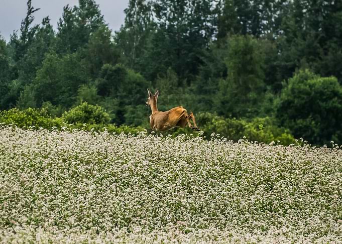 Roe Deer flying
