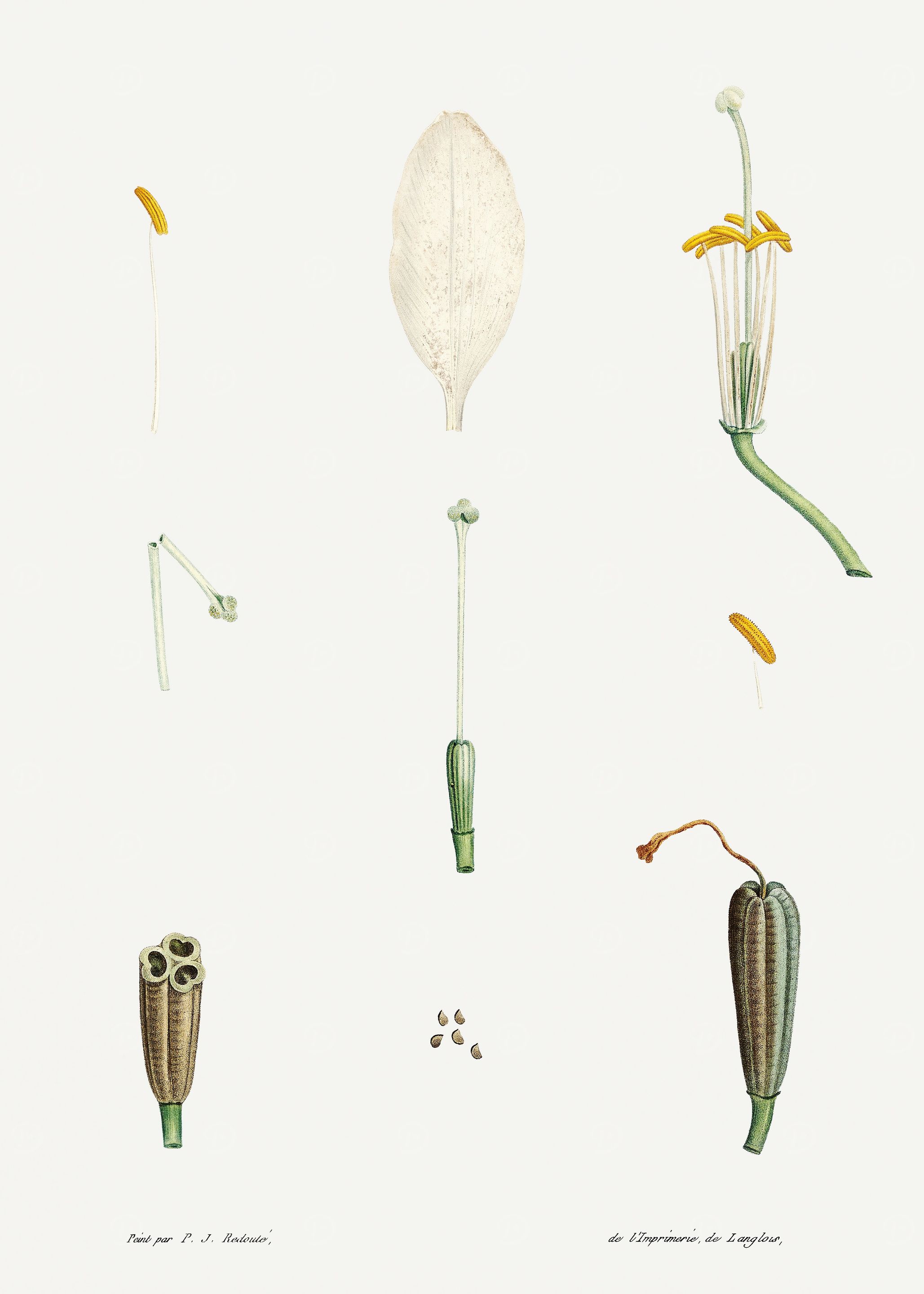 La Botanique 1805 HQ Orig