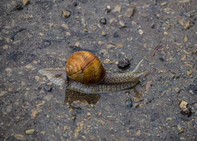 Snail