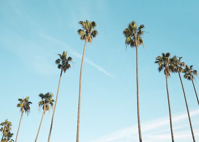 Palm Trees