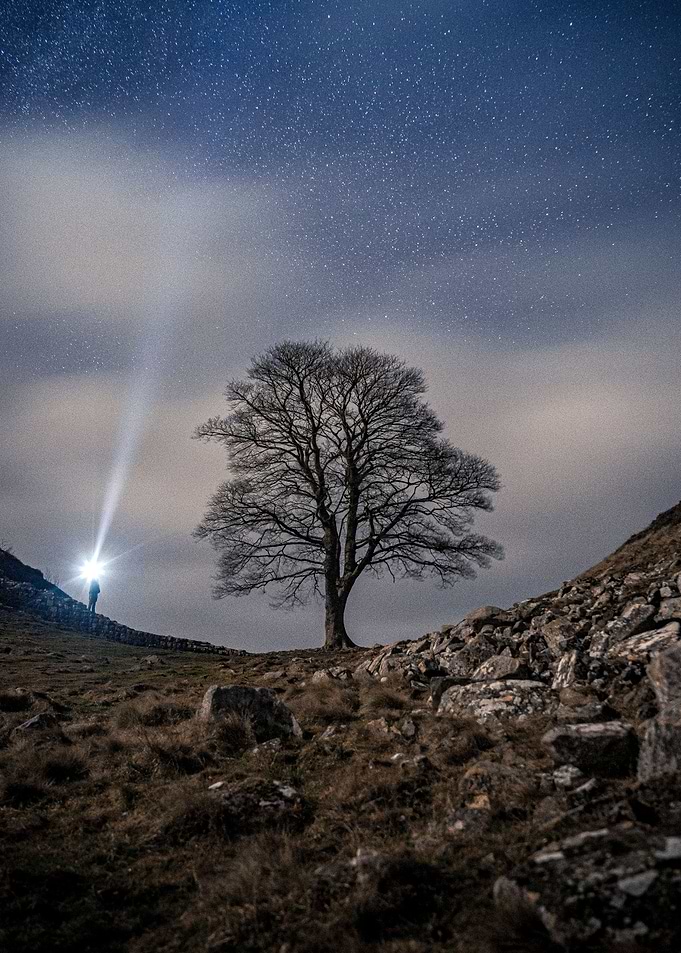 Sycamore Light