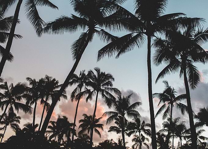 Palm Tree Sunset