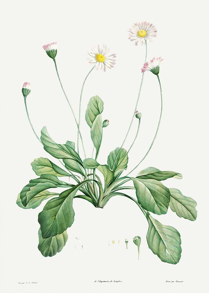 La Botanique 1805 HQ Orig