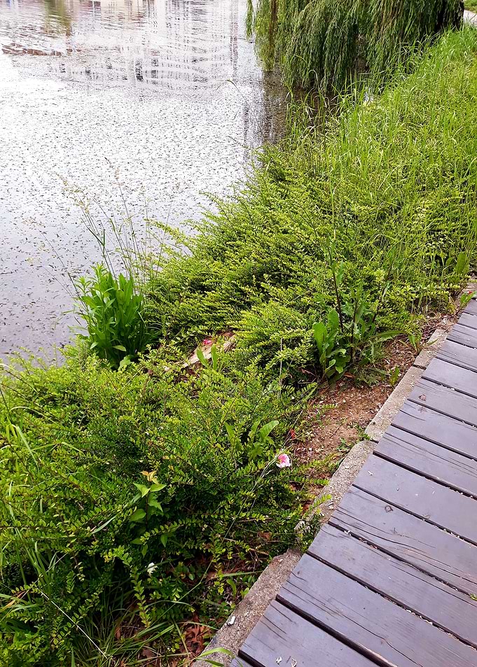 Deck on the lake