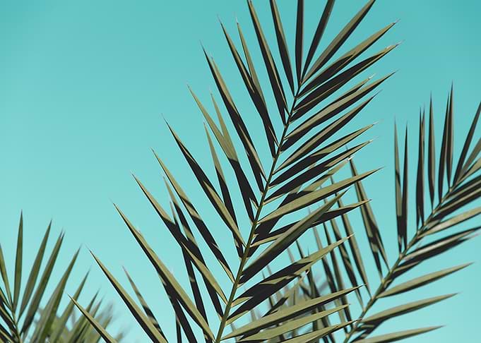 Desert Flora
