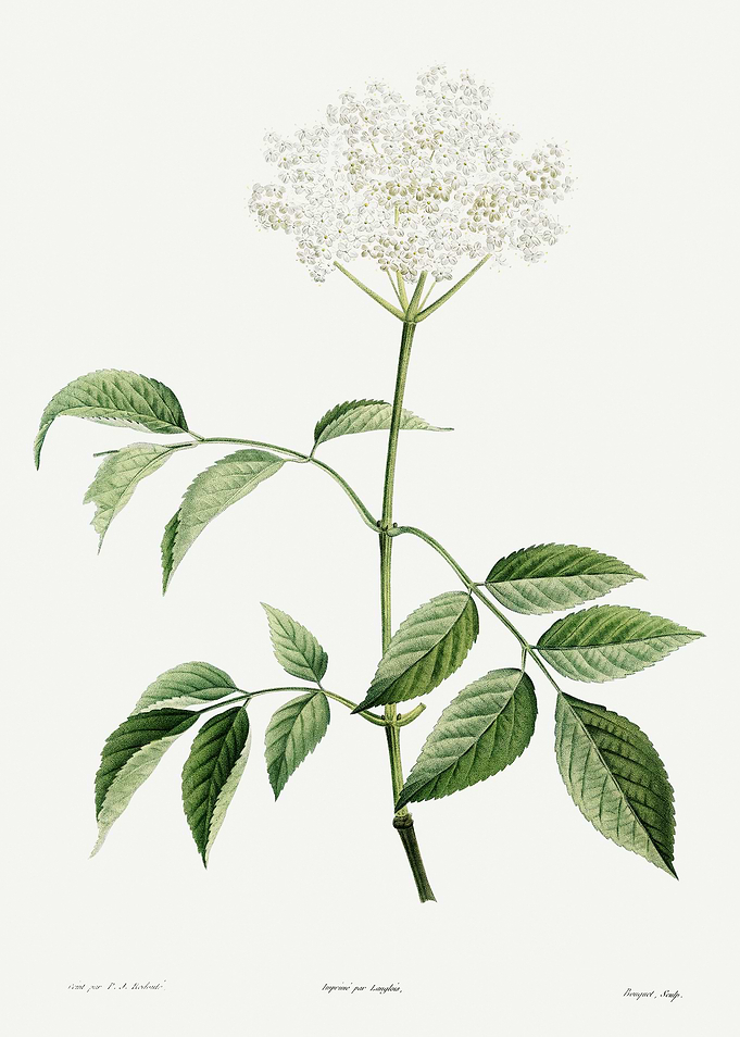 La Botanique 1805 HQ Orig