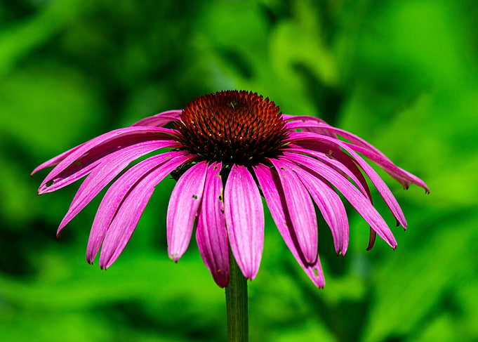 wildflower