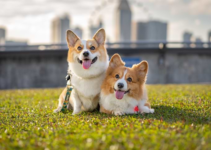 Corgis in the gardens