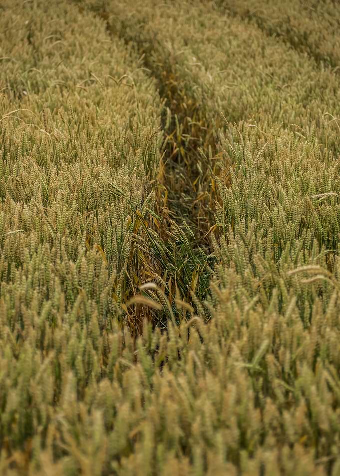 Grain Field