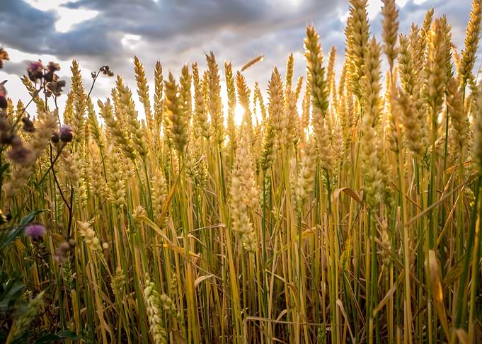Grain fields