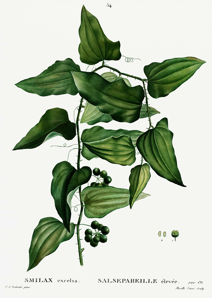 Traite Arbres 1819 HQ Orig