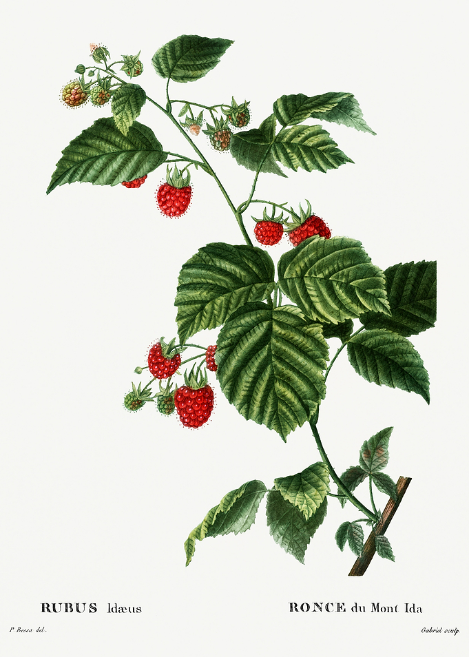 Traite Arbres 1819 HQ Orig