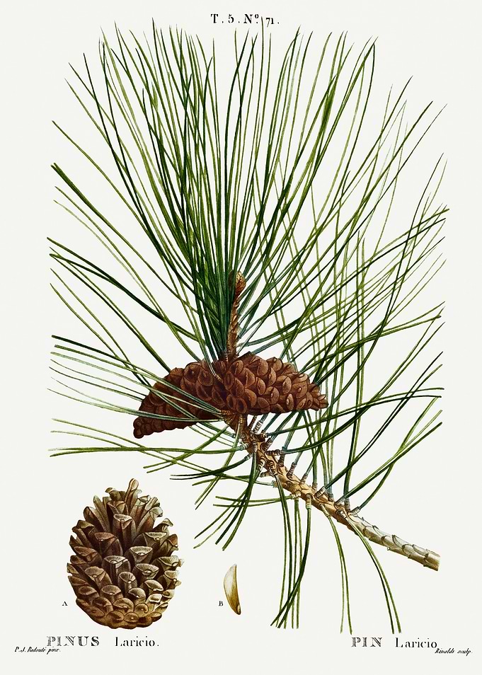 Traite Arbres 1819 HQ Orig