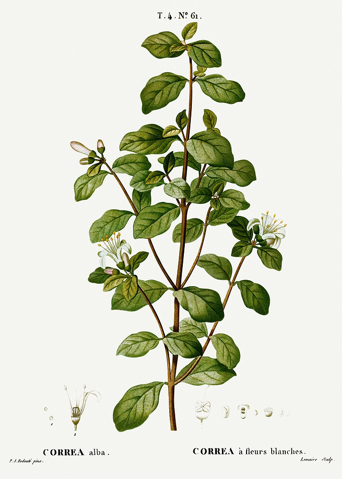 Traite Arbres 1819 HQ Orig