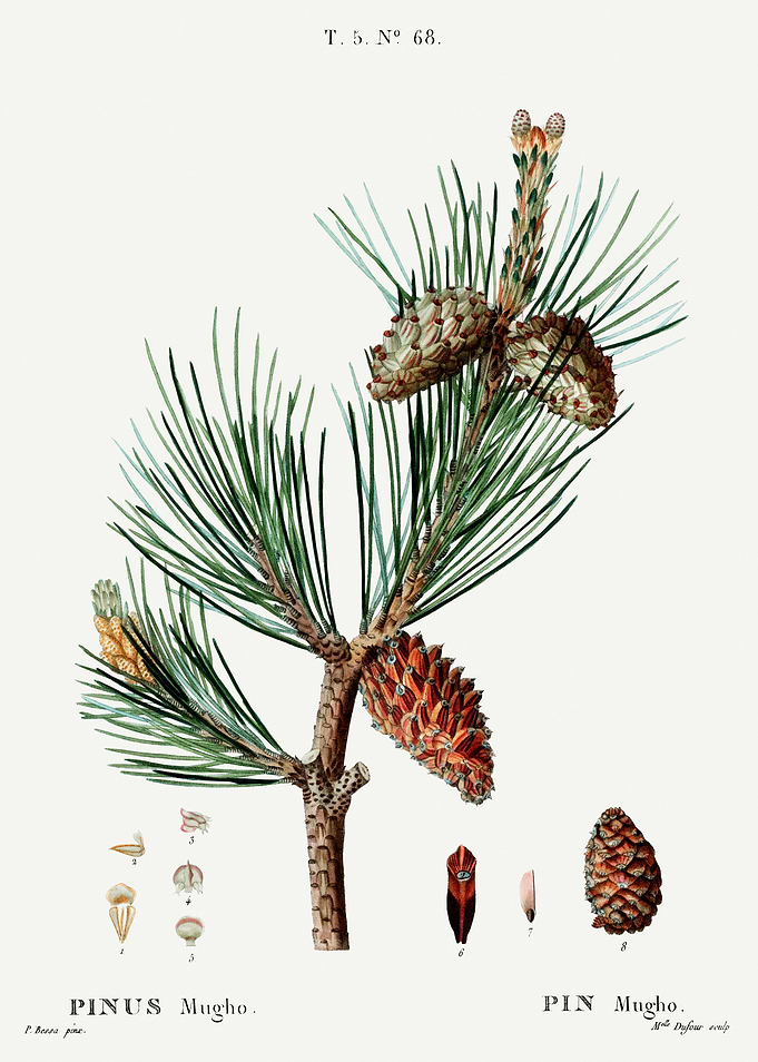 Traite Arbres 1819 HQ Orig