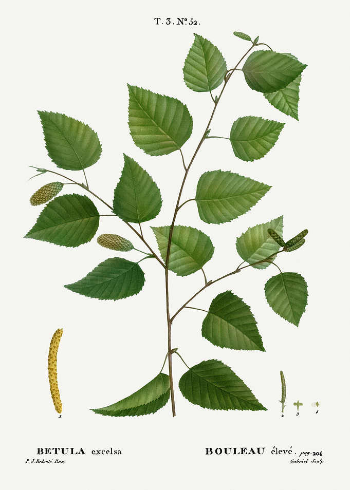 Traite Arbres 1819 HQ Orig