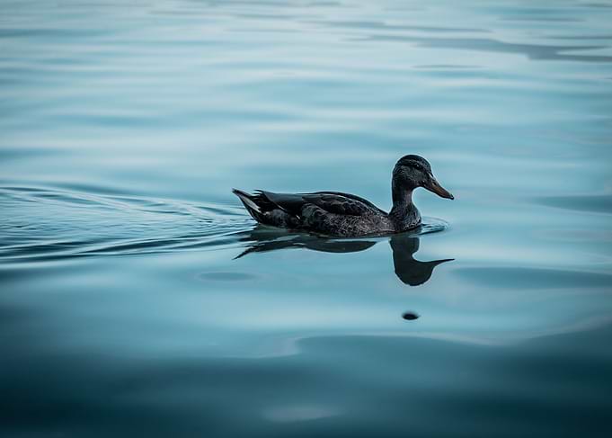 The duck