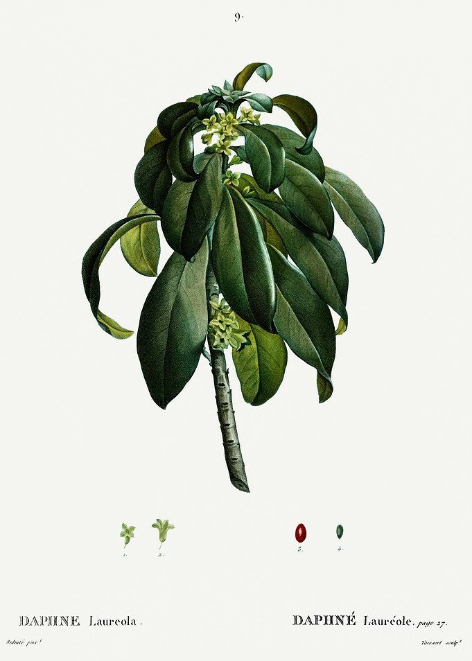 Traite Arbres 1819 HQ Orig