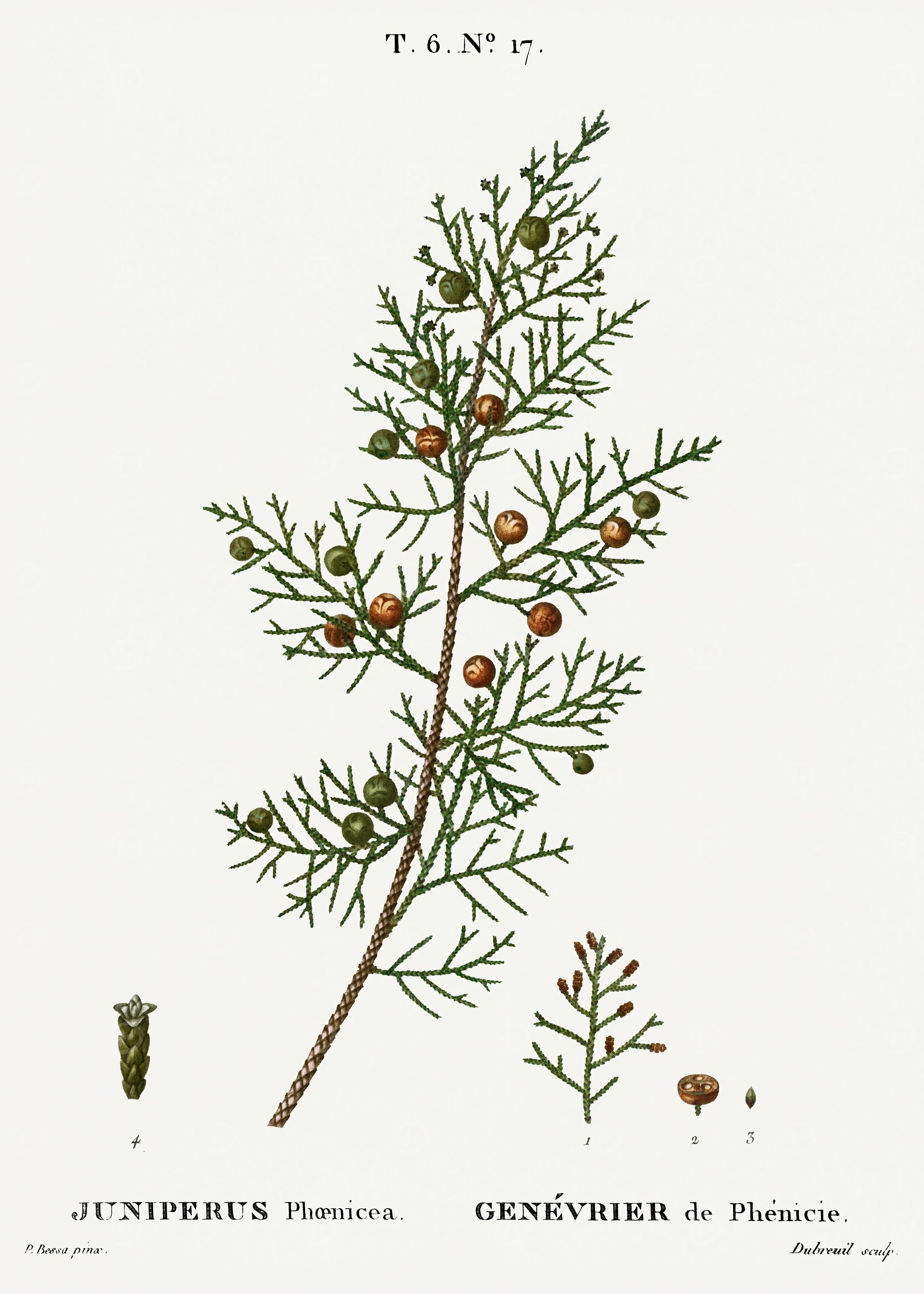 Traite Arbres 1819 HQ Orig