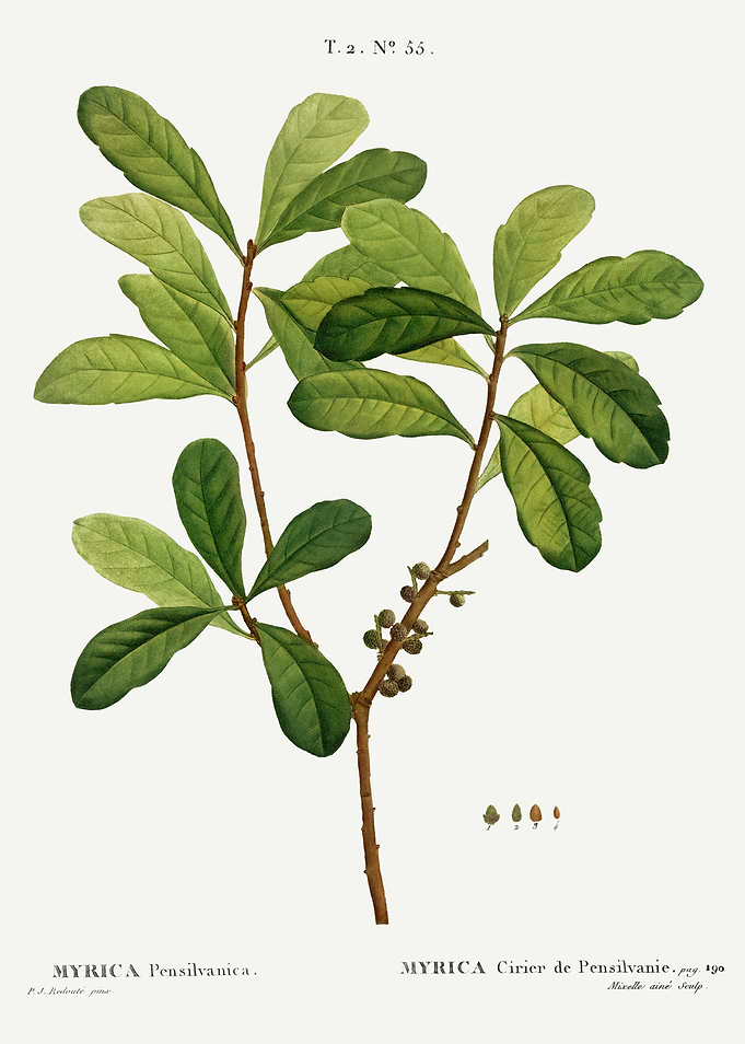 Traite Arbres 1819 HQ Orig