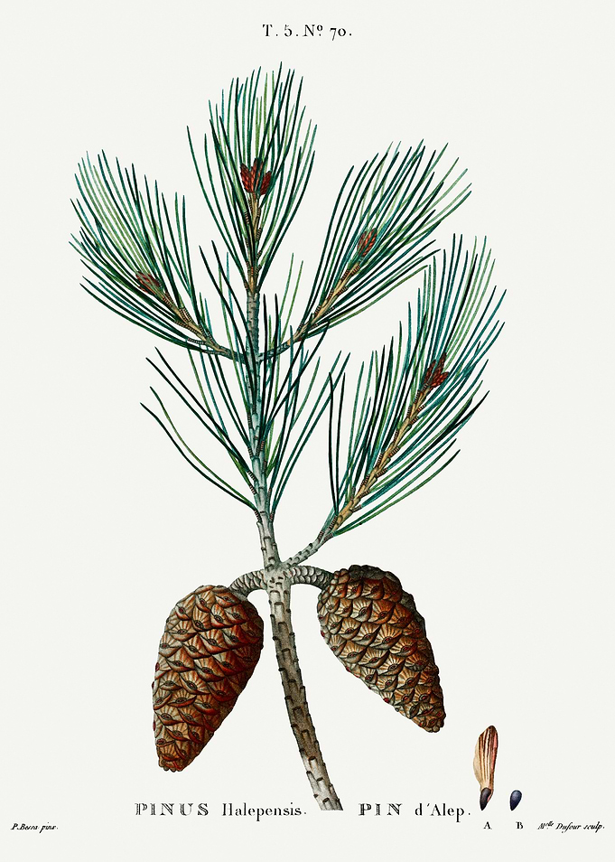 Traite Arbres 1819 HQ Orig