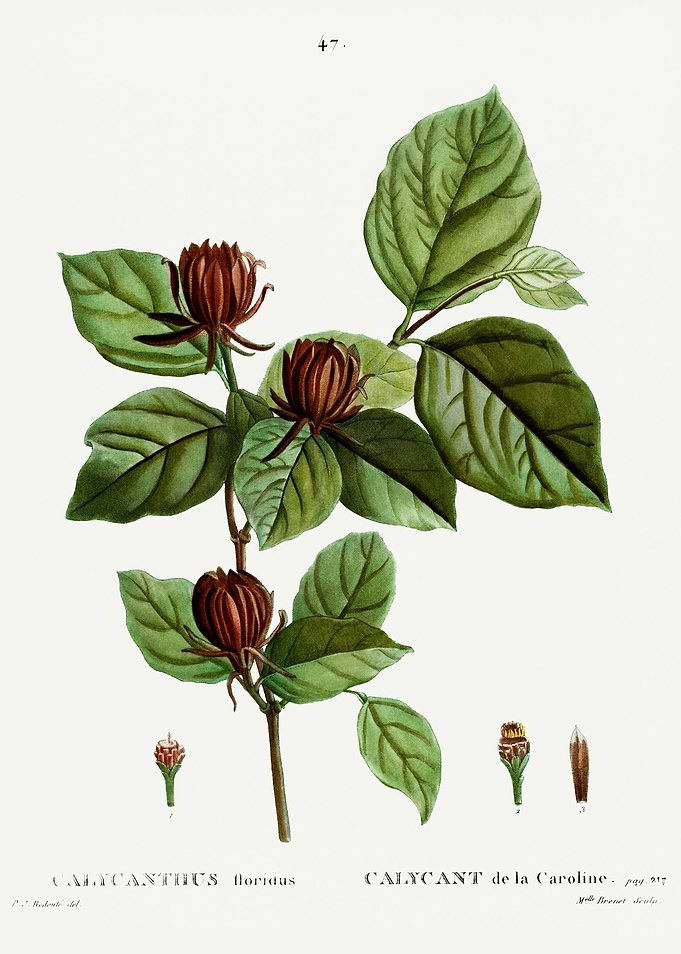 Traite Arbres 1819 HQ Orig