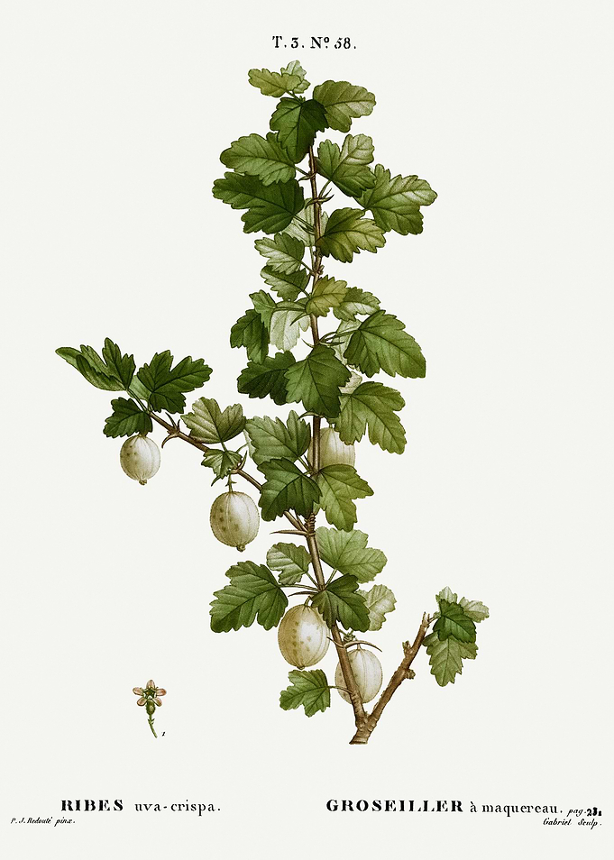Traite Arbres 1819 HQ Orig