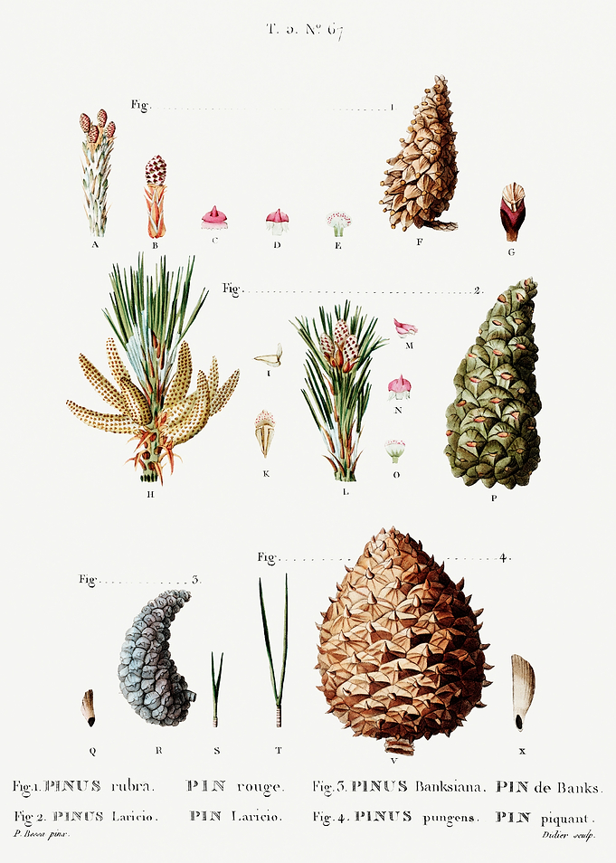 Traite Arbres 1819 HQ Orig