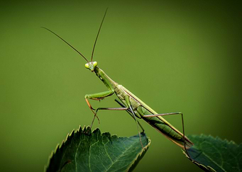 Praying Mantis