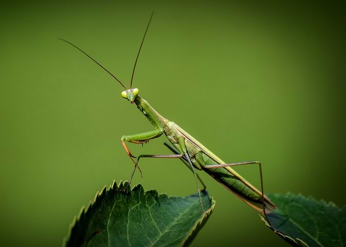 Praying Mantis