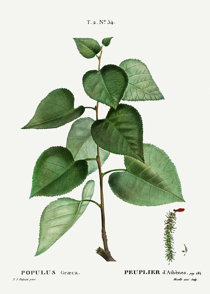Traite Arbres 1819 HQ Orig