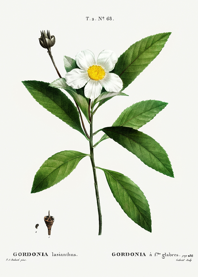 Traite Arbres 1819 HQ Orig