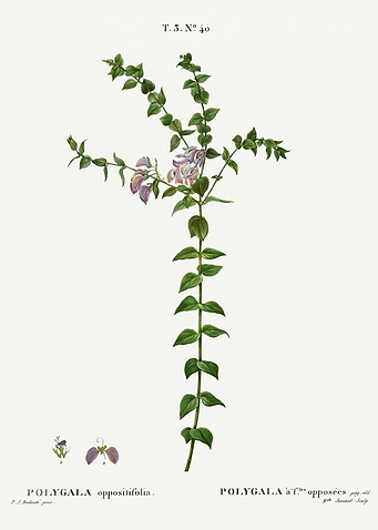Traite Arbres 1819 HQ Orig