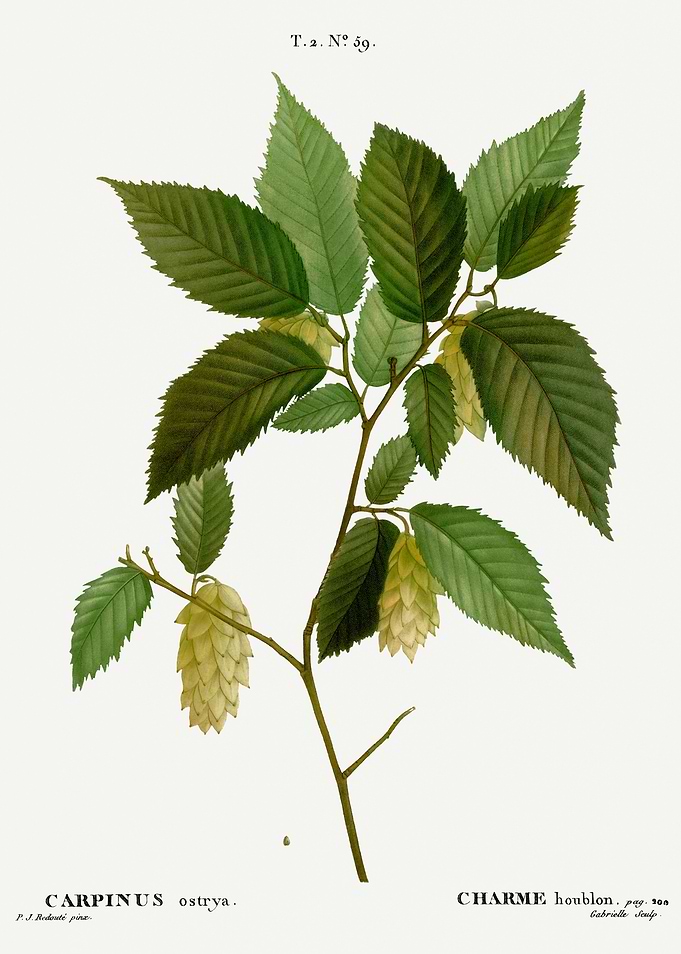 Traite Arbres 1819 HQ Orig