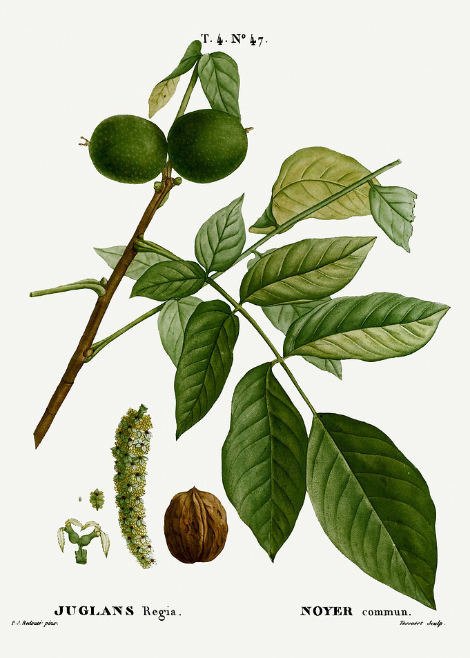 Traite Arbres 1819 HQ Orig