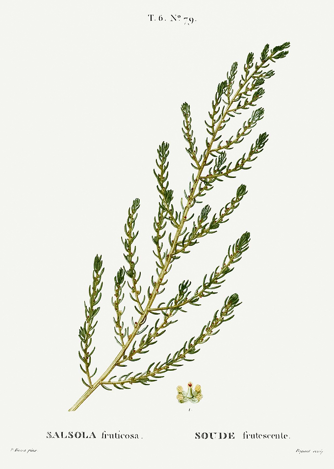 Traite Arbres 1819 HQ Orig