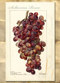 Sultanea grapes watercolor