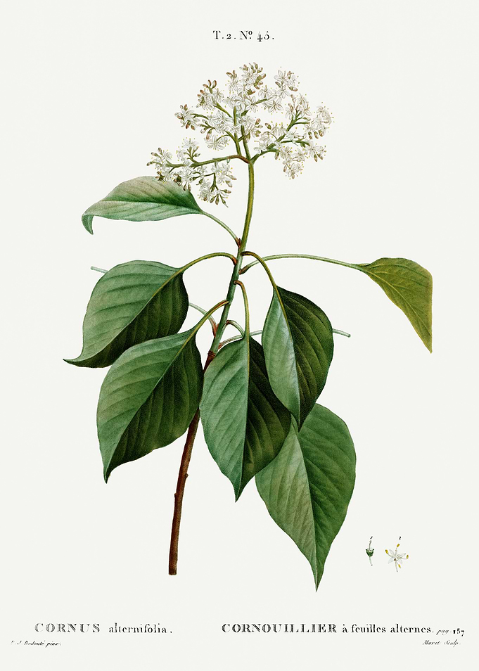 Traite Arbres 1819 HQ Orig