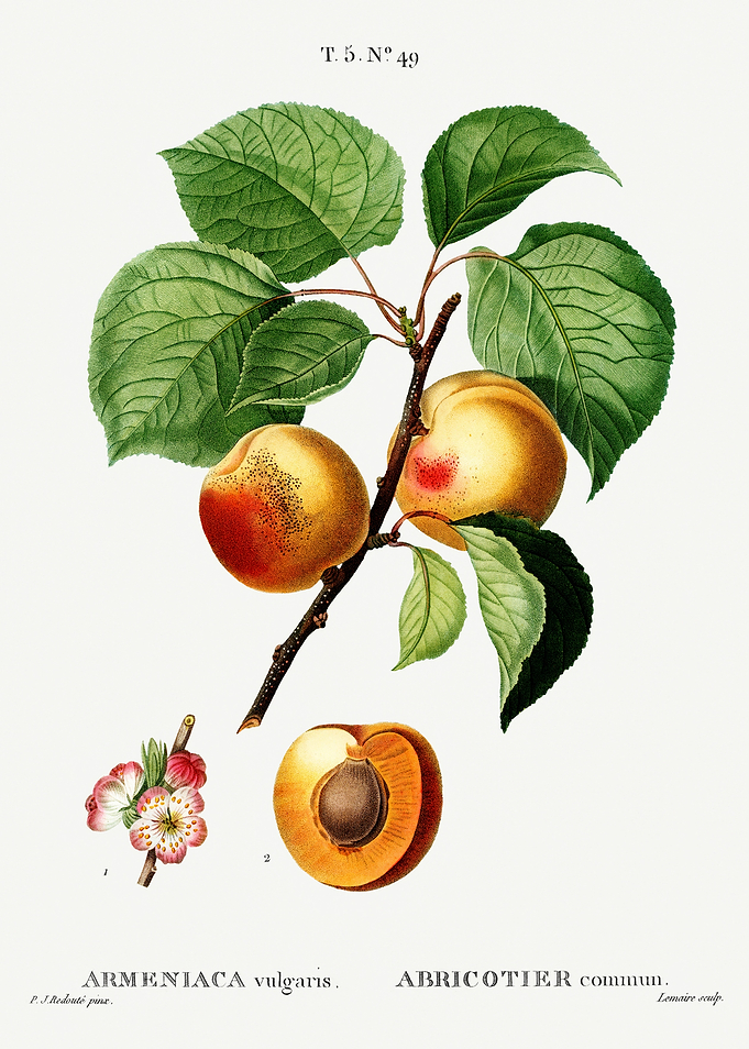 Traite Arbres 1819 HQ Orig