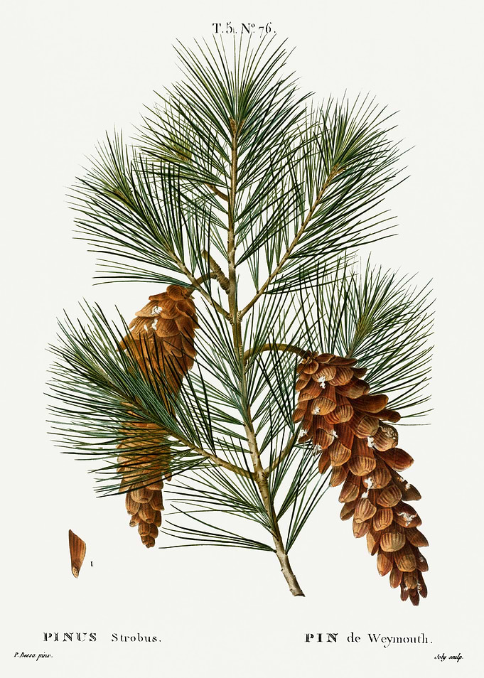 Traite Arbres 1819 HQ Orig