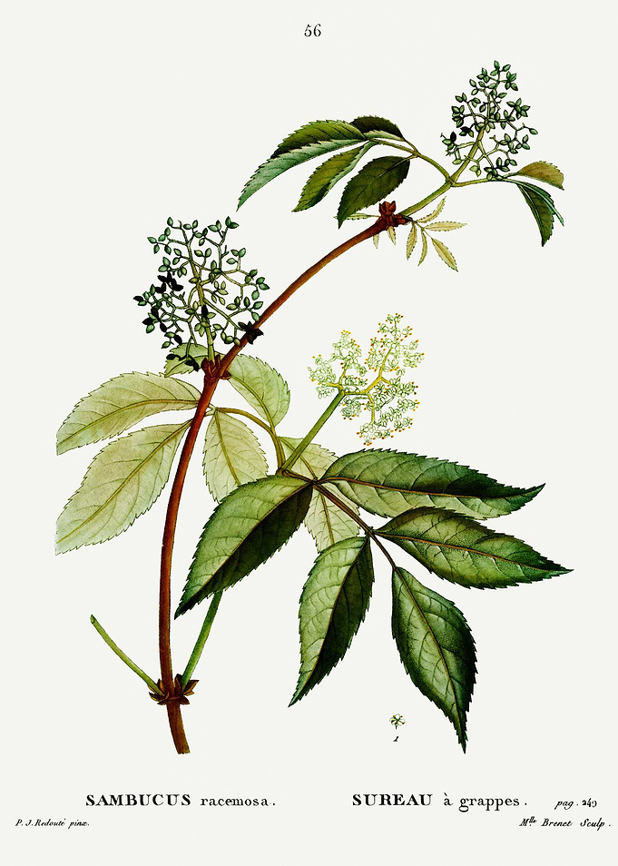 Traite Arbres 1819 HQ Orig