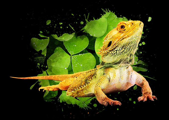 Bearded Dragon Watercolor